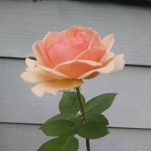 Meet your Posher, Anne